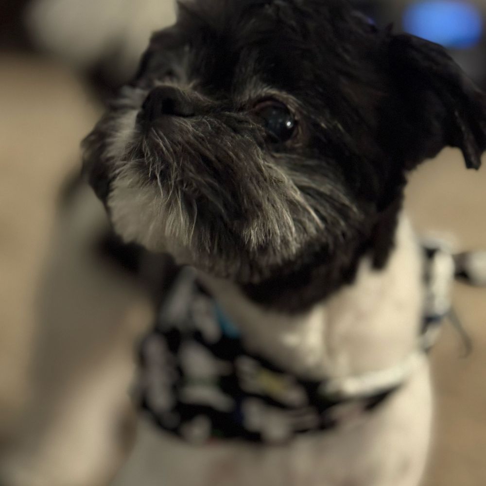 Pups Fresh Fade - Harley's new haircut - Pet Groomers Near Me Pups Fresh Fade - Harley's new haircut - Pet Groomers Near Me