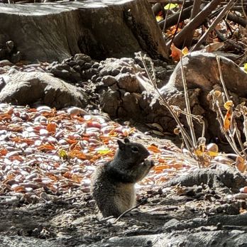 Ronald W Caspers Wilderness Park - Squirrels are cute, but don't feed them. There's plenty of wild food for them to forage here. - Parks Near Me - San Juan Capistrano, California Ronald W Caspers Wilderness Park - Squirrels are cute, but don't feed them. There's plenty of wild food for them to forage here. - Parks Near Me - San Juan Capistrano, California