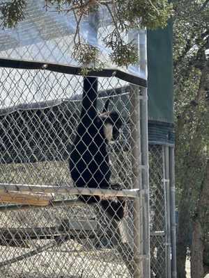 Gibbon Conservation Center by null