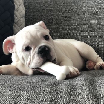 Citibulldogs - Pet Services Near Me Citibulldogs - Pet Services Near Me