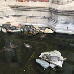 The Turtles at The Turtle Pond