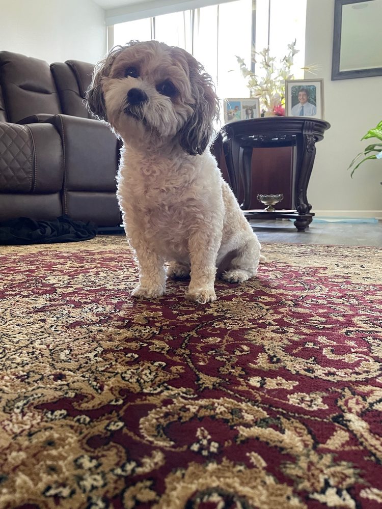 PORTER VETERINARY CENTER Updated October 2024 31 Photos & 190 Reviews 18224 Parthenia St