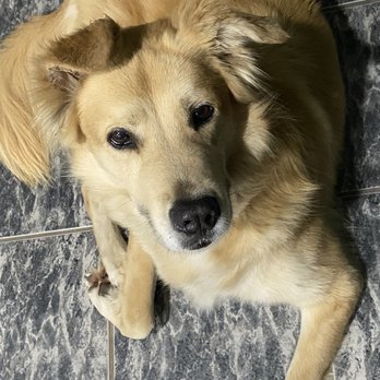 Venture Dog Training - Baron - Pet Training Near Me Venture Dog Training - Baron - Pet Training Near Me