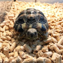 amazon reptile store