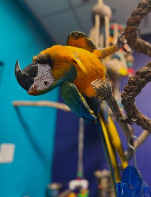 TropiCool Heating Air Conditioning Plumbing Logo