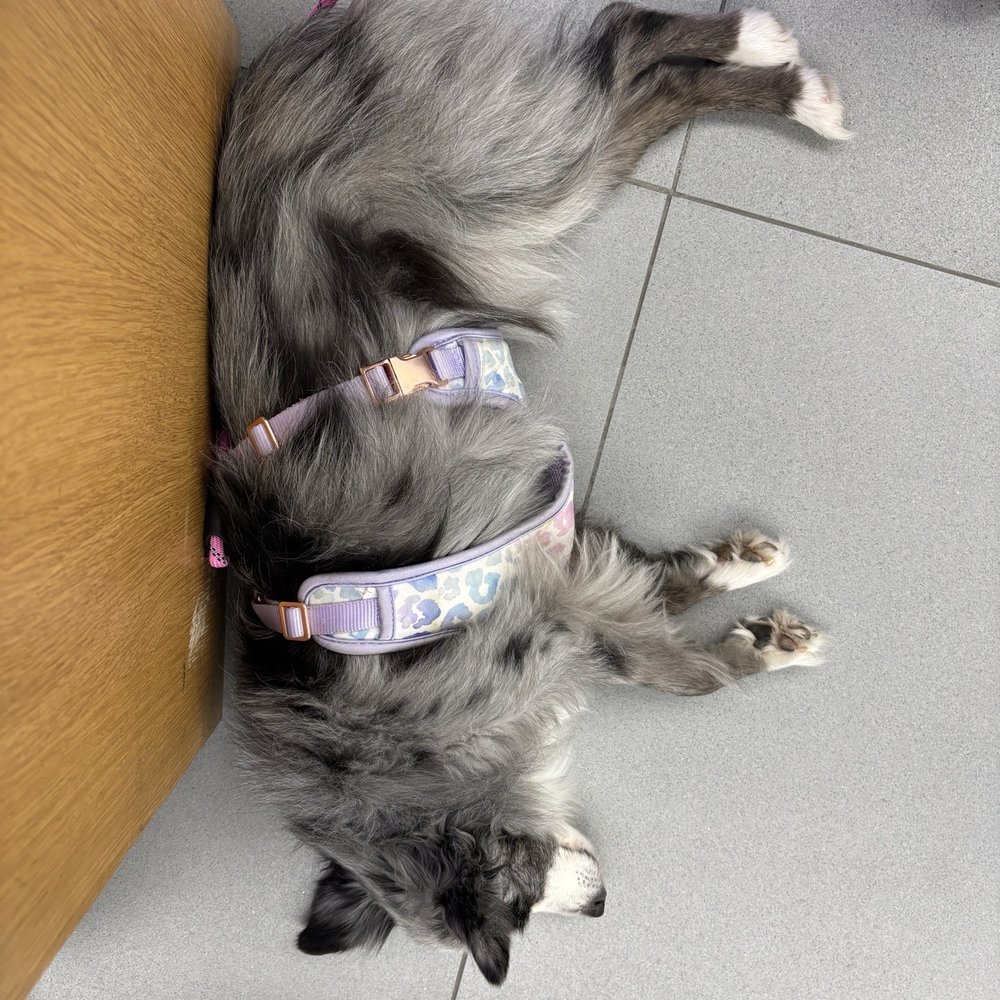 BluePearl - Overland Park - My patient.... - Veterinarians Near Me - Overland Park, Kansas