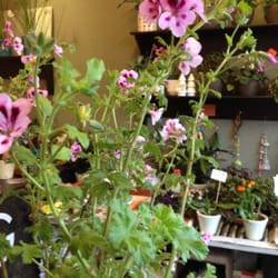 Guldblomst