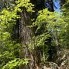 Snoquera Falls gift card