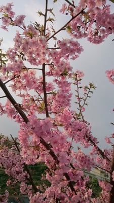 国松北口の河津桜 Local Flavor 国松町 寝屋川市 大阪府 Japan