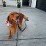 Photo of Bella's Grooming Boutique