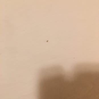Naugatuck Motor Lodge - Looks like some type of bug that was hidden under the blanket. - Hotels Near Me - Naugatuck, Connecticut