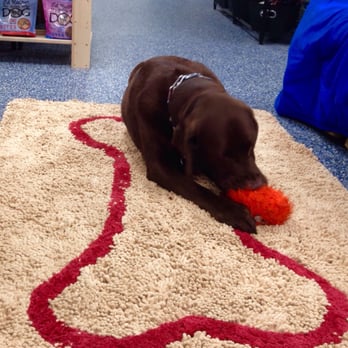 Sea Paws - Enjoying playing at Sea Paws! - Pet Stores Near Me - Morehead City, North Carolina Sea Paws - Enjoying playing at Sea Paws! - Pet Stores Near Me - Morehead City, North Carolina