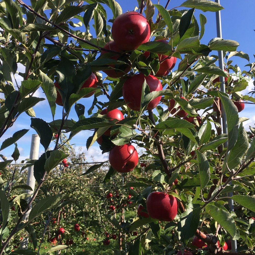 Navarino Orchard - Trees for picking (ruby frost) - Fruits & Veggies Near Me - Syracuse, New York