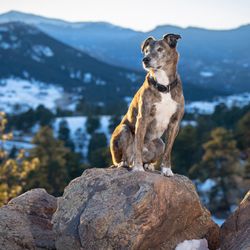Karen Hoglund Photography - Brindle dog posing on rock during dog photoshoot
