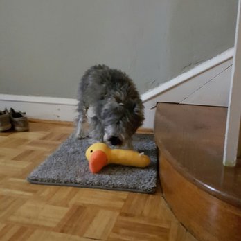 Dollar Value - Dog toys and small rug from Dollar value - Discount Store Near Me - Philadelphia, Pennsylvania