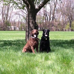 The pups in the open space behind the park. The pups in the open space behind the park.