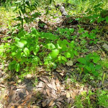 Hidden Villa - Poison oak - Community Service/Non-Profit Near Me - Los Altos Hills, California