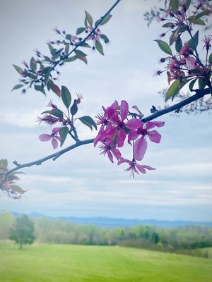 Virginia Mountain Vineyards