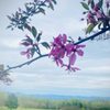 Virginia Mountain Vineyards gift card