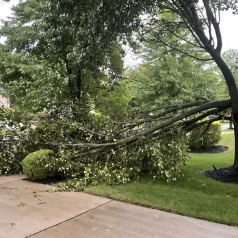 Angel Tree Removal - Tree Services Near Me Angel Tree Removal - Tree Services Near Me