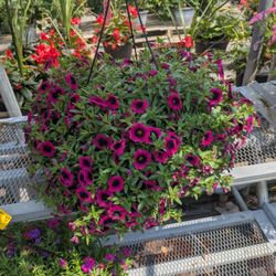 M & D Farms And Garden Center