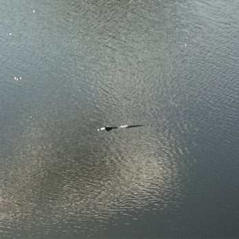Black Hammock Restaurant - Lots of (little) gators in view from shore - Seafood Near Me - Oviedo, Florida