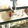 Photo of Glades Ridge Goat Dairy