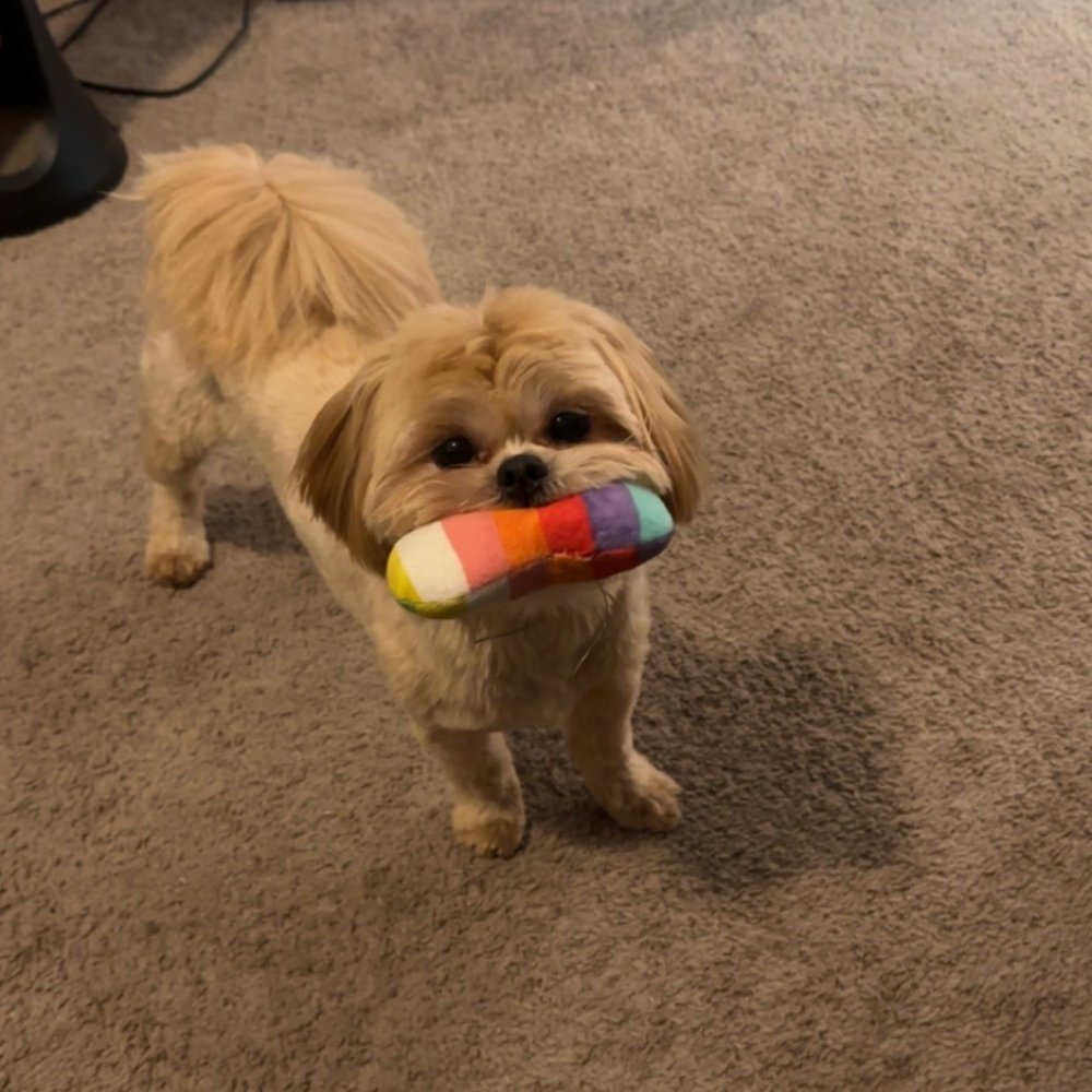 Underdog Pet Stylist - Pet Groomers Near Me - Oxnard, California Underdog Pet Stylist - Pet Groomers Near Me - Oxnard, California