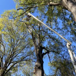 Randan Tree Service