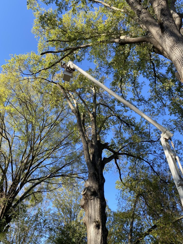 Randan Tree Service - tree service in Charlotte, NC