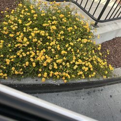 McDonald's - Nice flowers in the drive thru ‍