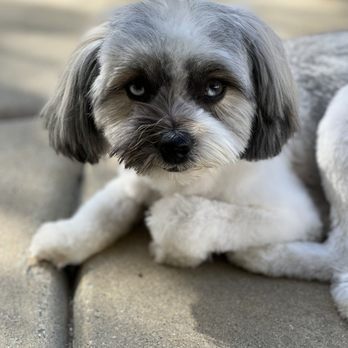 Paws At Main - Pet Groomers Near Me - Corona, California Paws At Main - Pet Groomers Near Me - Corona, California