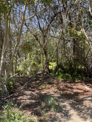 Upper Newport Bay Nature Preserve by null