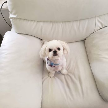 Disco Paws - Pet Sitting Near Me - Astoria, New York