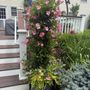 Gold Coast Gardens