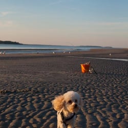 Atwood Vacations & Real Estate - Bring your furry friends to Edisto Island! Atwood offers pet-friendly homes for your vacation.