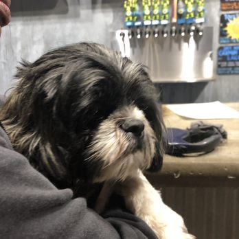 Tortugo Brewing - Dog friendly is always a plus! mr.chase.chase_shihtzu doesn't like to stay in the car... he wants to be in the action! - Breweries Near Me - Inglewood, California