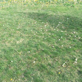 TruGreen Lawn Care - They must have either not treated or used water - Tree Services Near Me - Champaign, Illinois TruGreen Lawn Care - They must have either not treated or used water - Tree Services Near Me - Champaign, Illinois