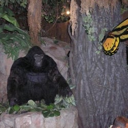 Rainforest Cafe