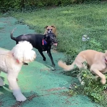 Atlbarknride - Play time - Pet Sitting Near Me Atlbarknride - Play time - Pet Sitting Near Me