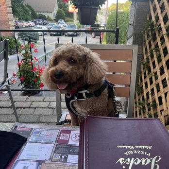 Jack's Brick Oven Pizzeria - They are dog friendly - Italian Near Me - Norwich, Connecticut