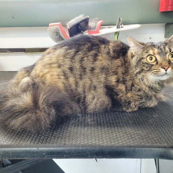Grooming Butler - Pet Groomers Near Me Grooming Butler - Pet Groomers Near Me