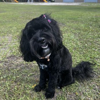 Soo Dog On Kute - Pet Groomers Near Me - Shallotte, North Carolina Soo Dog On Kute - Pet Groomers Near Me - Shallotte, North Carolina