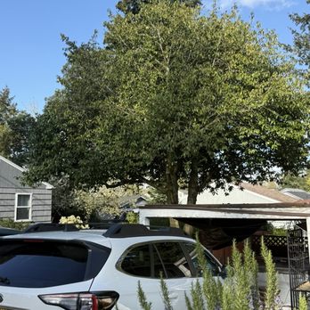 Vitalitree - After - Tree Services Near Me - Seattle, Washington Vitalitree - After - Tree Services Near Me - Seattle, Washington