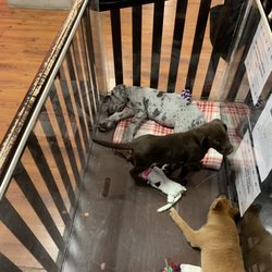 Furry Babies Rockford - This poor grey dog never moved in the 15 minutes I spent around the store.