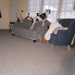 Heritage Veterinary Clinic - WE CALL THIS, FOUR DOGS AND A SOFA...LOL