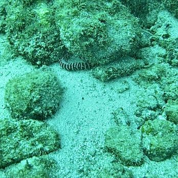 PV Ocean Tours - Eel! - Snorkeling Near Me - Puerto Vallarta, JAL