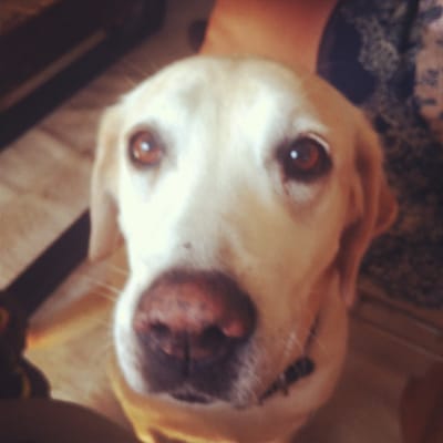 imogene + willie by null imogene + willie by null