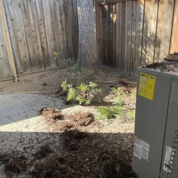 Angeles Tree Service - Before - Tree Services Near Me Angeles Tree Service - Before - Tree Services Near Me
