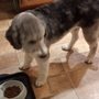 Jessica’s Pet Styling